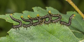 Bladhveps larve Craesus latipes